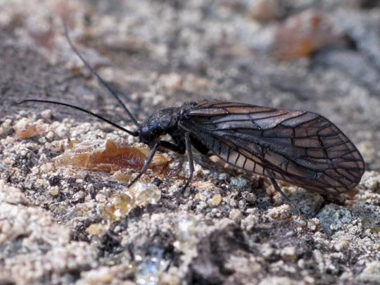 Sialidae, Schlammfliege, Sialis