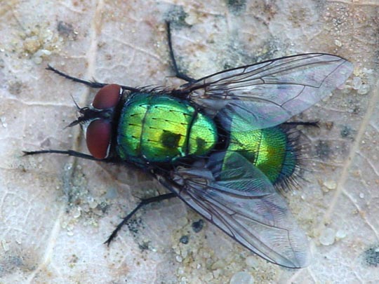 Lucilia sp., Goldfliege