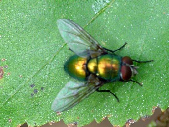 Lucilia sp., Goldfliege