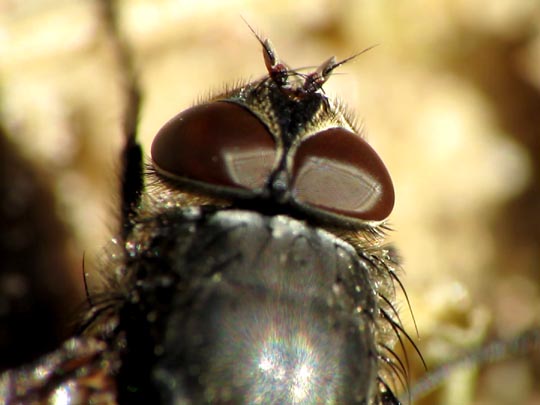 Pollenia sp.