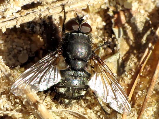 Pollenia sp.