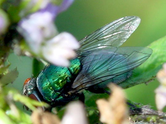 Lucilia sp., Goldfliege