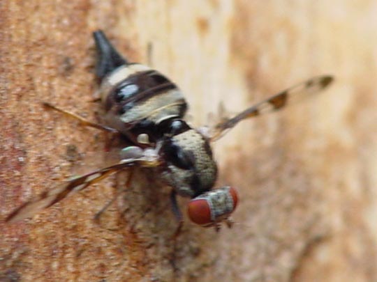 Myennis octopunctata