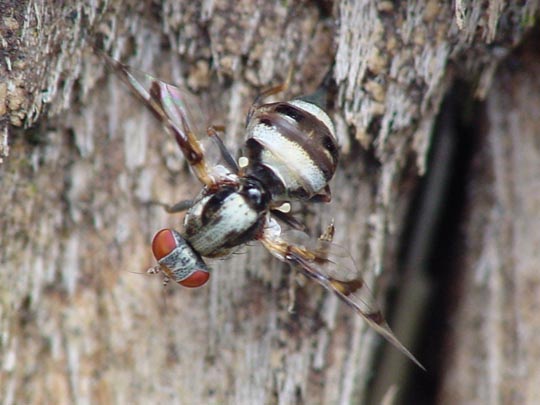 Myennis octopunctata