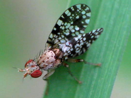 Trypetoptera punctulata