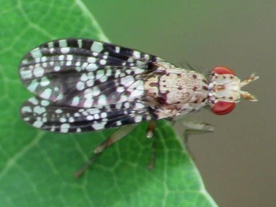 Trypetoptera punctulata