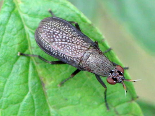 Coremacera marginata