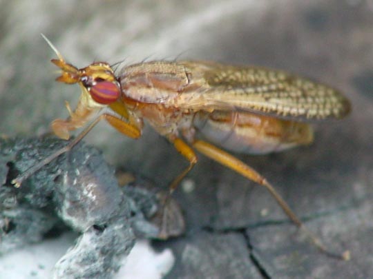 Schneckenfliegen, Sciomyzidae