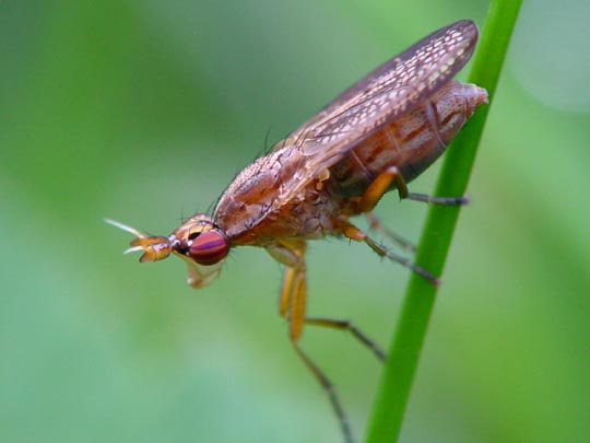 Schneckenfliegen, Sciomyzidae