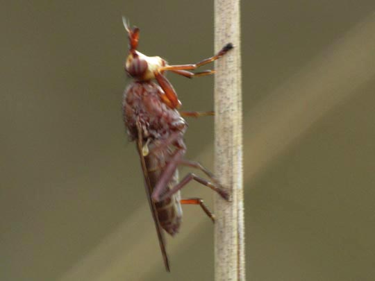 Schneckenfliegen, Sciomyzidae