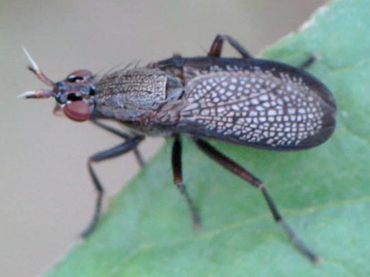 Coremacera marginata