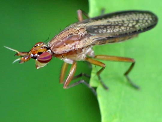 Schneckenfliegen, Sciomyzidae