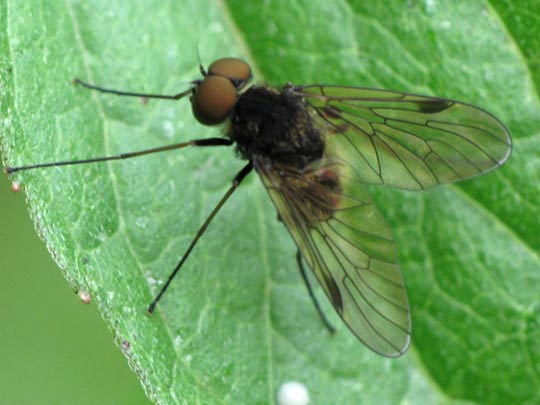 Chrysopilus sp.