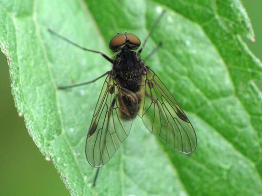 Chrysopilus sp.