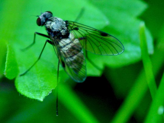 Chrysopilus sp.