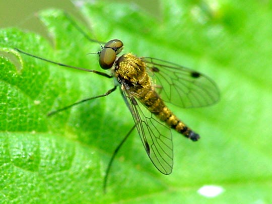 Kronen-Schnepfenfliege, Chrysopilus cristatus