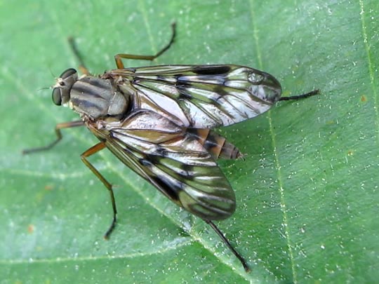 Rhagio scolopaceus, Gemeine Schnepfenfliege