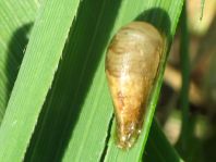 Schwebfliege, Syrphidae