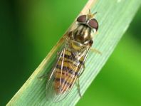 Gemeine Winterschwebfliege, Episyrphus balteatus