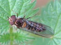 Gemeine Winterschwebfliege, Episyrphus balteatus