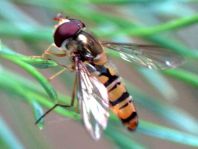 Gemeine Winterschwebfliege, Episyrphus balteatus