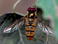 Gemeine Winterschwebfliege, Episyrphus balteatus