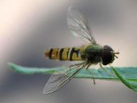 Gemeine Winterschwebfliege, Episyrphus balteatus