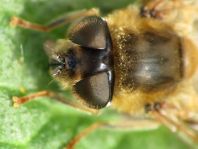 Gemeine Keilfleckschwebfliege, Eristalis pertinax