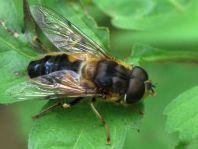 Eristalis