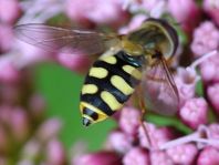 Eupeodes corollae, Gemeine Feldschwebfliege