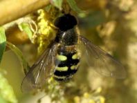 Eupeodes corollae, Gemeine Feldschwebfliege