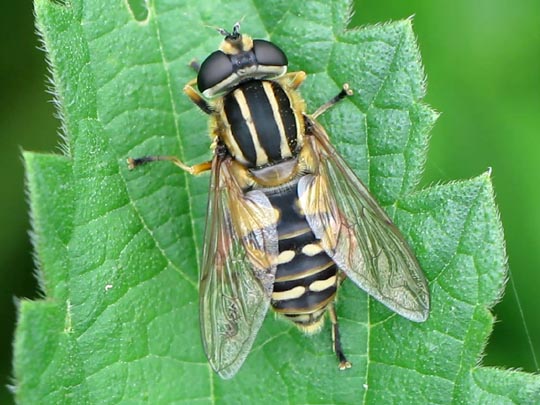 Gemeine Sumpfschwebfliege, Helophilus pendulus
