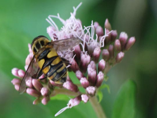 Gemeine Sumpfschwebfliege, Helophilus pendulus