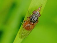 Gemeine Schnauzenschwebfliege, Rhingia campestris