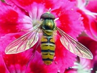 Gemeine Winterschwebfliege, Episyrphus balteatus, m.