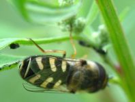 Scaeva pyrastri, Späte Großstirnschwebfliege