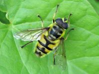 Myathropa florea, Totenkopfschwebfliege