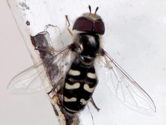 Scaeva pyrastri, Späte Großstirnschwebfliege