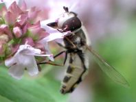 Scaeva pyrastri, Späte Großstirnschwebfliege