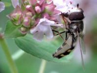 Scaeva pyrastri, Späte Großstirnschwebfliege