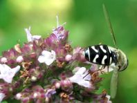 Scaeva pyrastri, Späte Großstirnschwebfliege