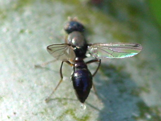 Sepsis fulgens