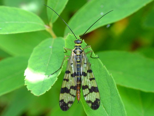 Panorpa cf. vulgaris