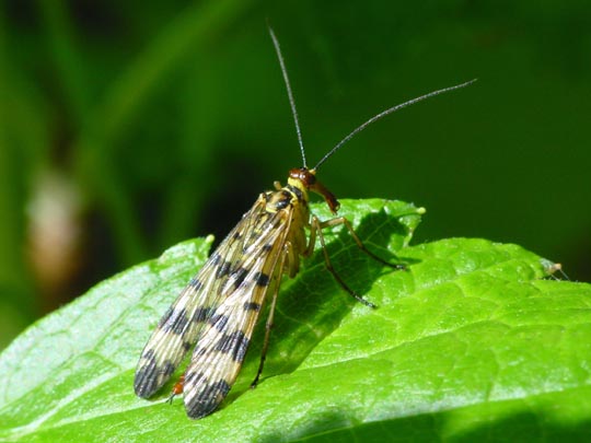 Panorpa cf. vulgaris