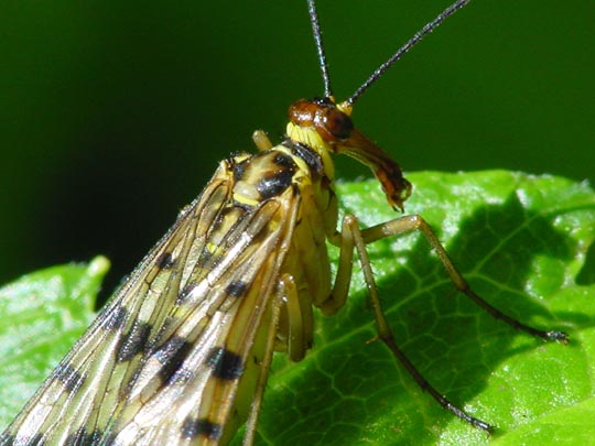 Panorpa cf. vulgaris