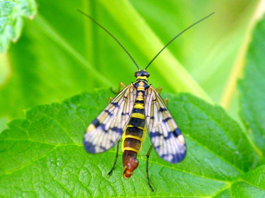 Panorpa cf. vulgaris