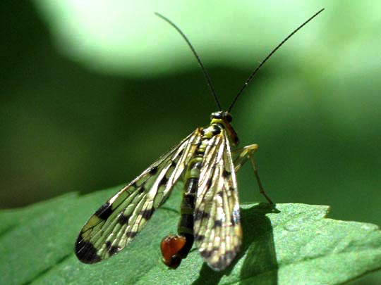 Panorpa cf. vulgaris