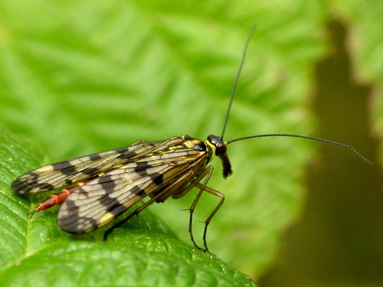 Panorpa cf. vulgaris