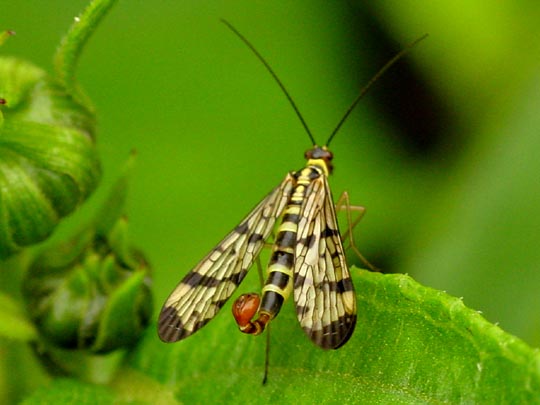 Panorpa cf. vulgaris