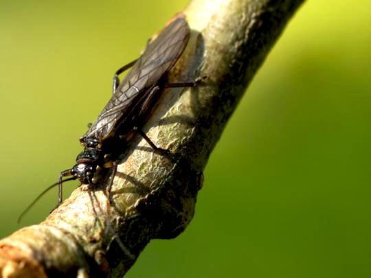 Steinfliege, Plecoptera